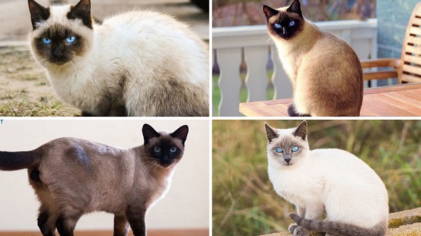 Mèo Xiêm, hay còn gọi là Siamese cat, có nguồn gốc từ Siam
