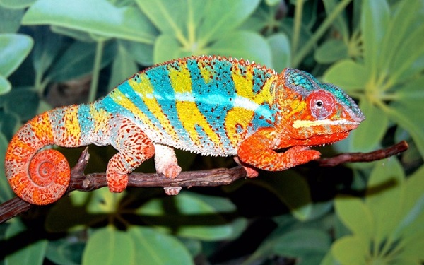 Tắc kè hoa Cánh Cam