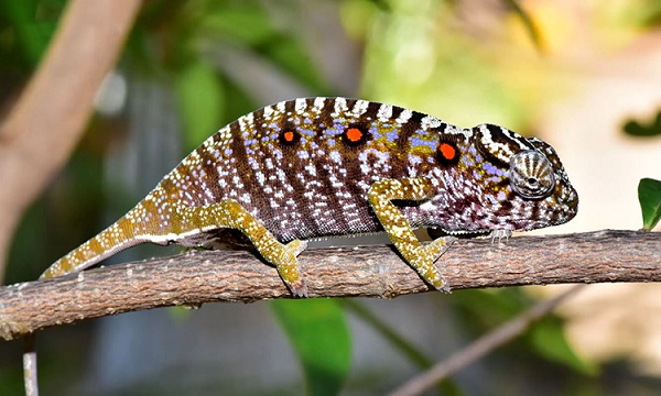 Tắc kè hoa Chấm