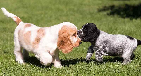 Chi phí nuôi dưỡng chó Cocker Spaniel