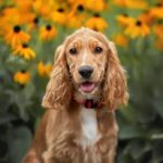 Đặc điểm ngoại hình quyến rũ của chó Cocker