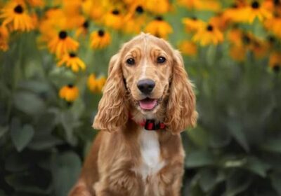 Đặc điểm ngoại hình quyến rũ của chó Cocker