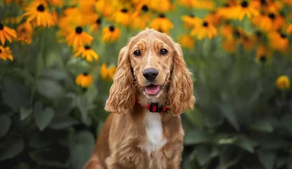 Đặc điểm ngoại hình quyến rũ của chó Cocker