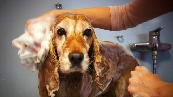 Chăm sóc chó Cocker Spaniel