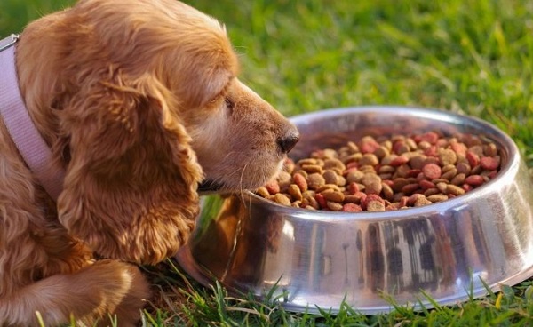 Chế độ dinh dưỡng và vận động chó Cocker