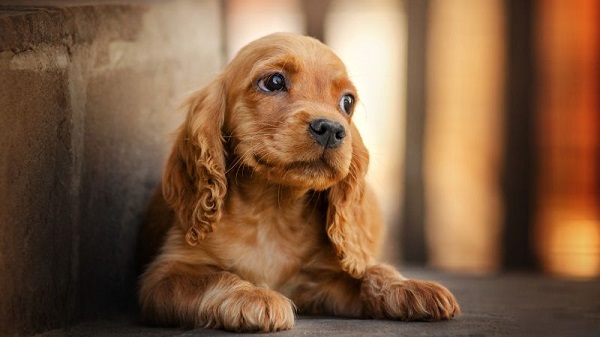 Giá chó cocker trên thị trường 