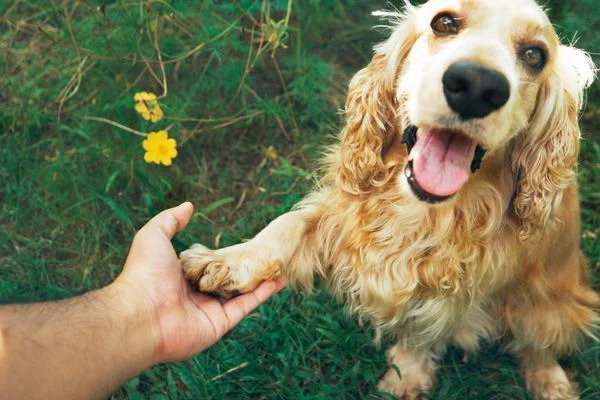 Huấn luyện chó cocker spaniel