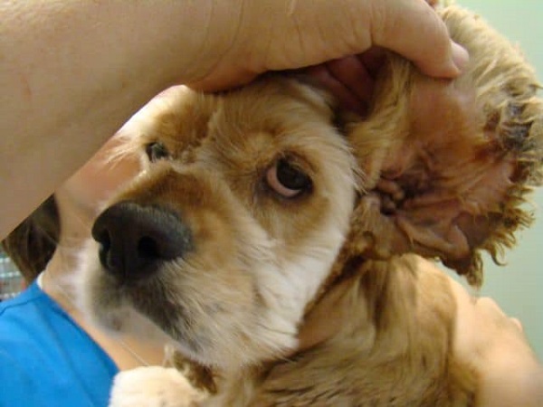 Bệnh thường gặp ở chó cocker spaniel