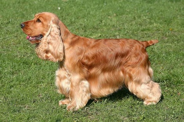Chó Cocker