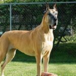 Đặc điểm ngoại hình chó Great Dane