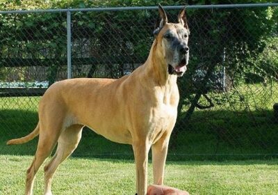 Đặc điểm ngoại hình chó Great Dane