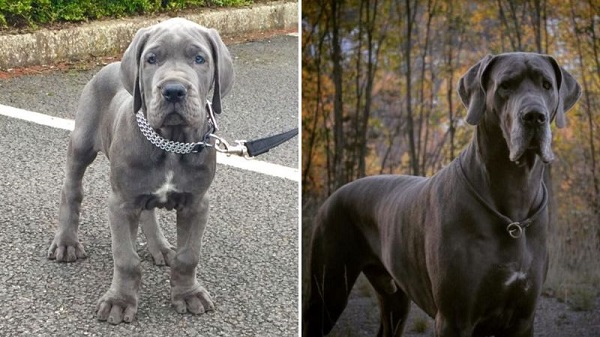 Tính cách và đặc điểm chó great dane