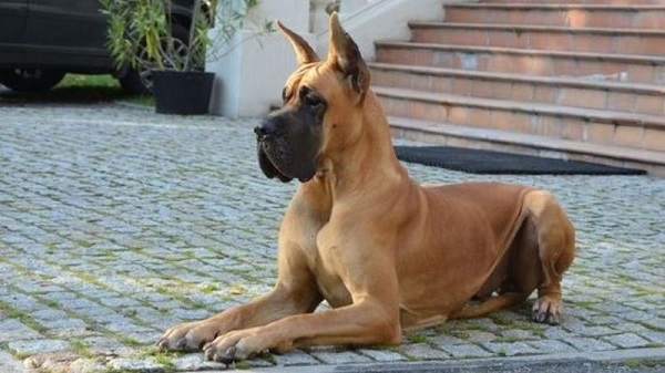 Sức khỏe và bệnh lý chó great dane