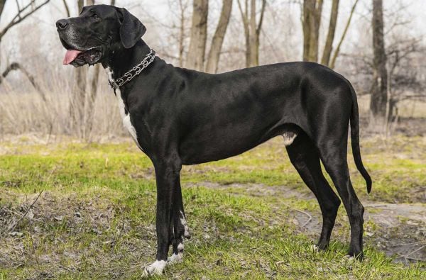 Giống chó Great Dane