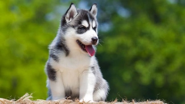 Lịch sử phát triển của giống chó husky