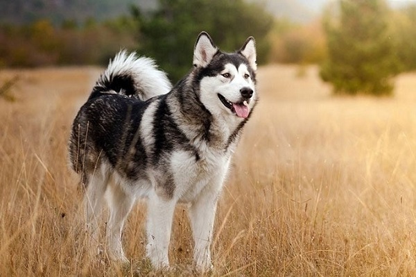 Đặc điểm nhận dạng của chó husky