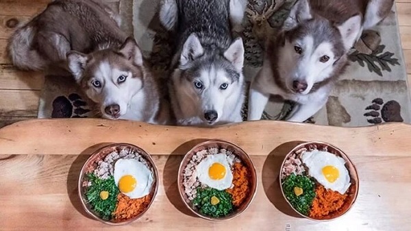 Khuôn mặt của chó husky có những đặc điểm riêng biệt