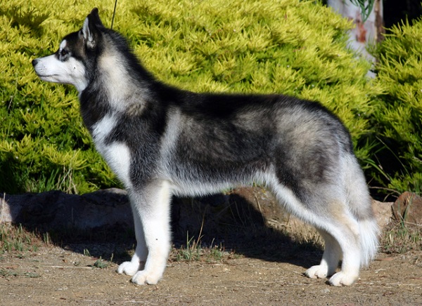 Tính cách đặc trưng của chó husky