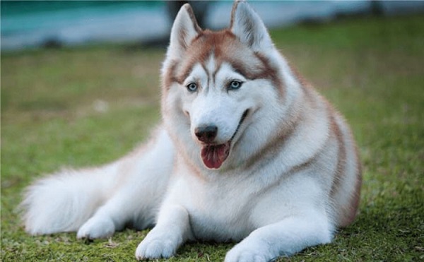 Chó Husky có nguồn gốc từ vùng Đông Siberia, Nga