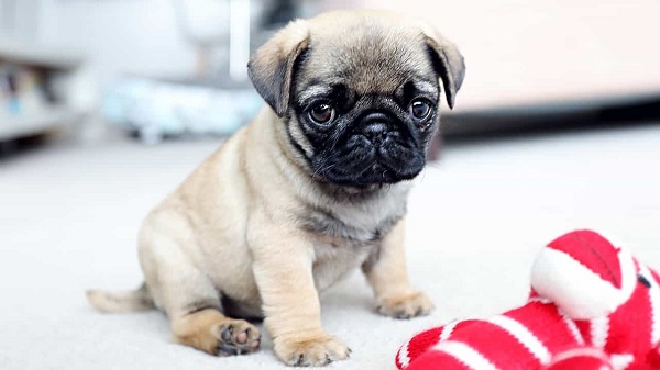 Đặc điểm nhận dạng chó pug thuần chủng
