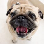 Đặc điểm nổi bật của chó pug