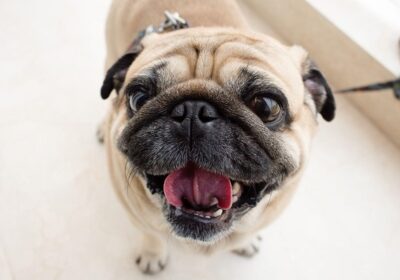 Đặc điểm nổi bật của chó pug