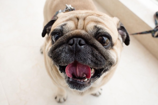 Đặc điểm nổi bật của chó pug