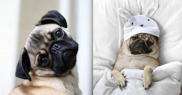 Hướng dẫn chăm sóc chó pug
