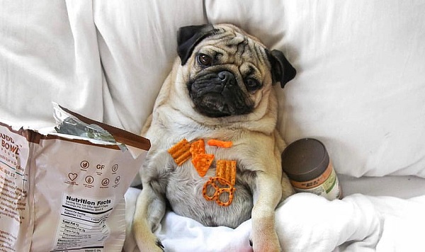 Các vấn đề sức khỏe thường gặp ở chó Pug