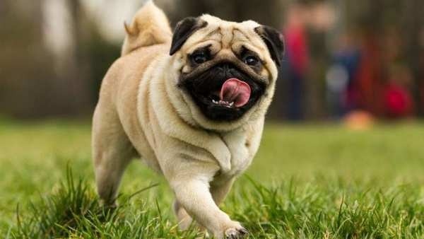 Giá bán và chi phí nuôi dưỡng chó Pug