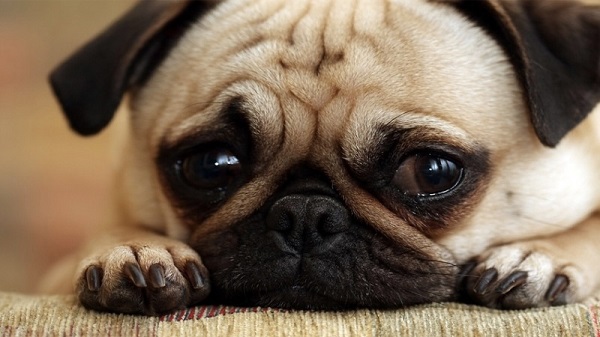 Chó Pug