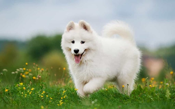 Đặc điểm nổi bật của chó Samoyed