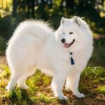 Chó Samoyed nổi tiếng với tính cách vui vẻ