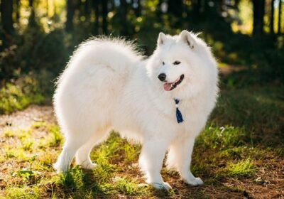 Chó Samoyed nổi tiếng với tính cách vui vẻ