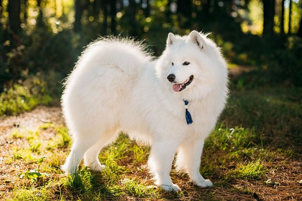 Chó Samoyed nổi tiếng với tính cách vui vẻ