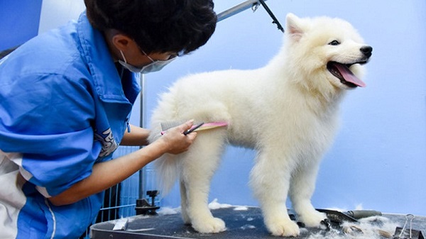 Hướng dẫn chăm sóc chó Samoyed