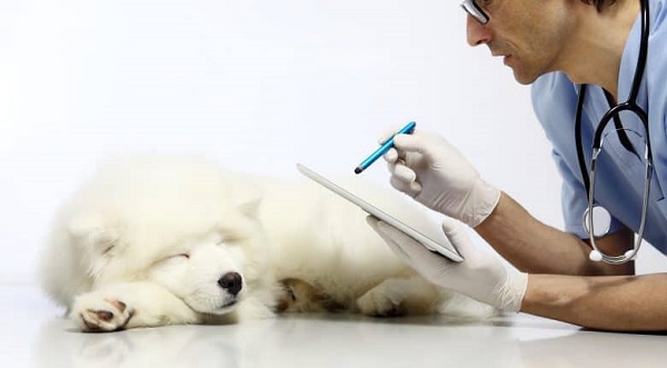 Chăm sóc sức khỏe và vệ sinh chó Samoyed