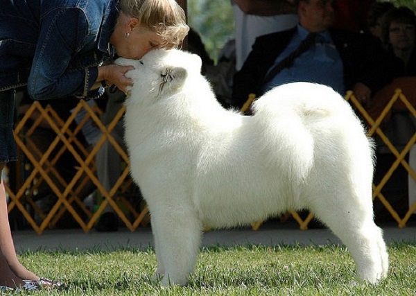 Nuôi một chú chó Samoyed đòi hỏi một khoản chi phí không nhỏ