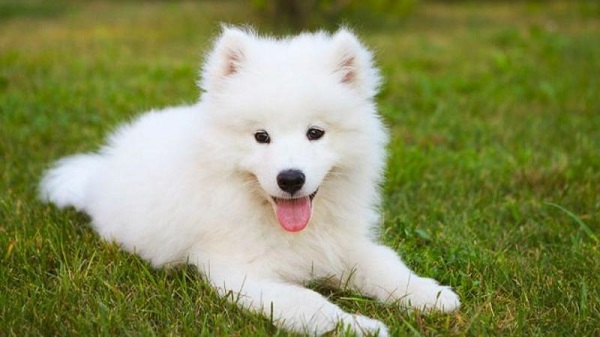Chó Samoyed