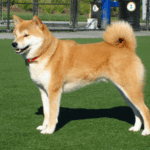 Chó Shiba