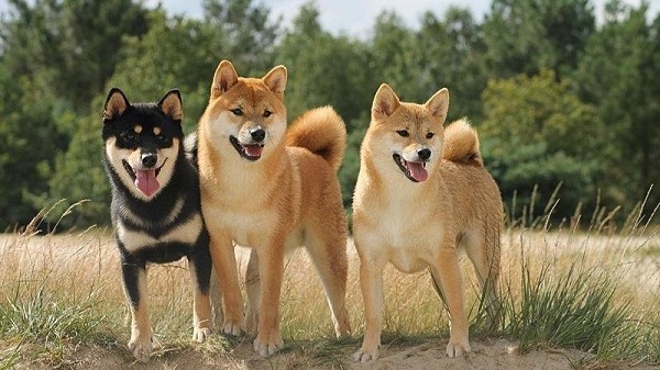 Tính cách của Shiba Inu là một sự pha trộn độc đáo giữa sự độc lập, kiêu hãnh và sự quyến rũ