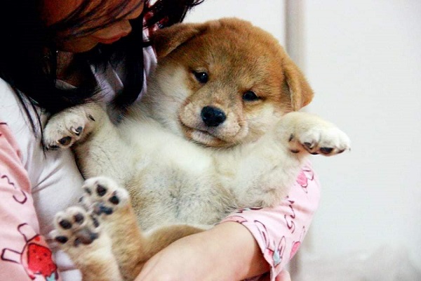 Hướng dẫn chăm sóc chó Shiba