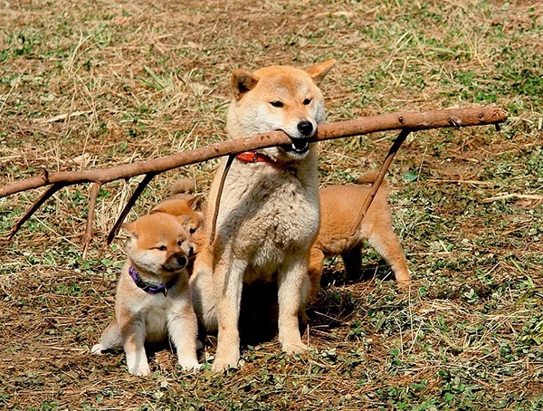 Shiba Inu là một giống chó năng động