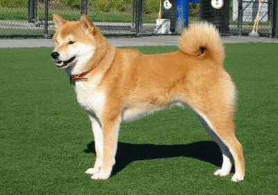 Chó Shiba