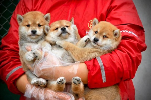 Giá cả và cách chọn mua chó Shiba