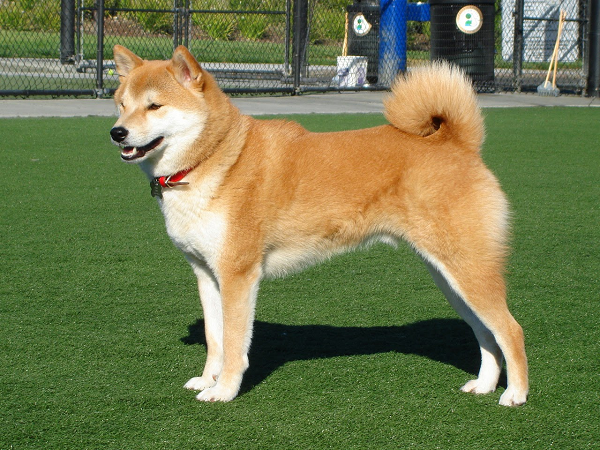 Chó Shiba