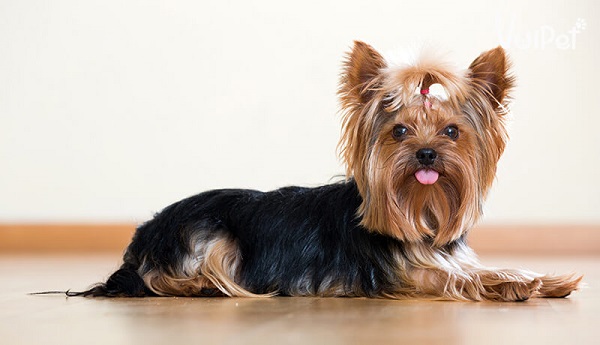 Đặc điểm nổi bật của chó Yorkshire