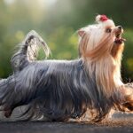 Tính cách và đặc điểm hành vi chó yorkshire