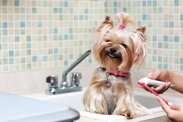 Hướng dẫn chăm sóc chó yorkshire