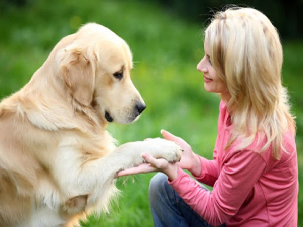 Tổng quan về kỹ năng bắt tay ở chó